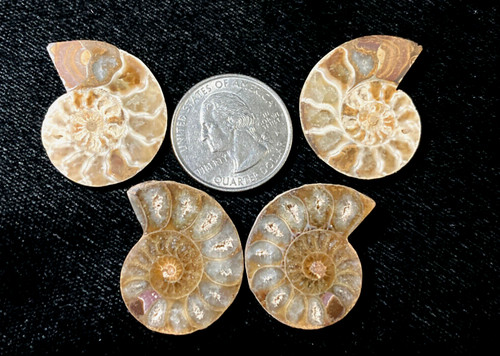 Set polished ammonites - -,