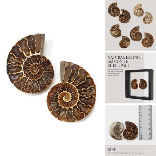 Kalifano amm59 extinct natural - amm59,