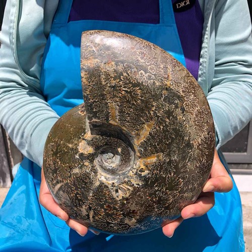 Natural ammonite - 5.85, lb
